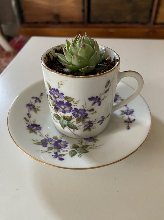 Mini Teacup Violets with plant 1