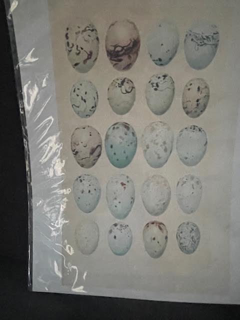 Vintage Image of Bird Eggs 