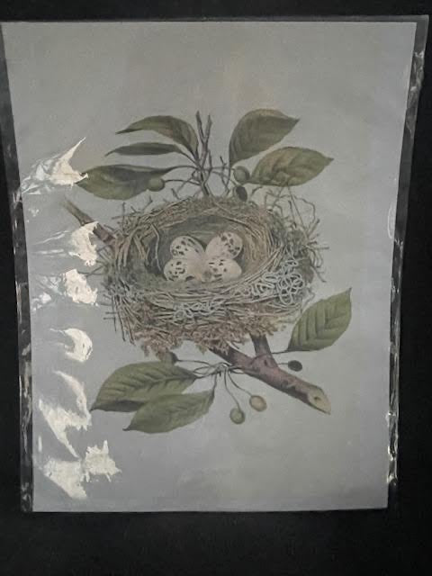 Vintage Inspired Bird Nest 