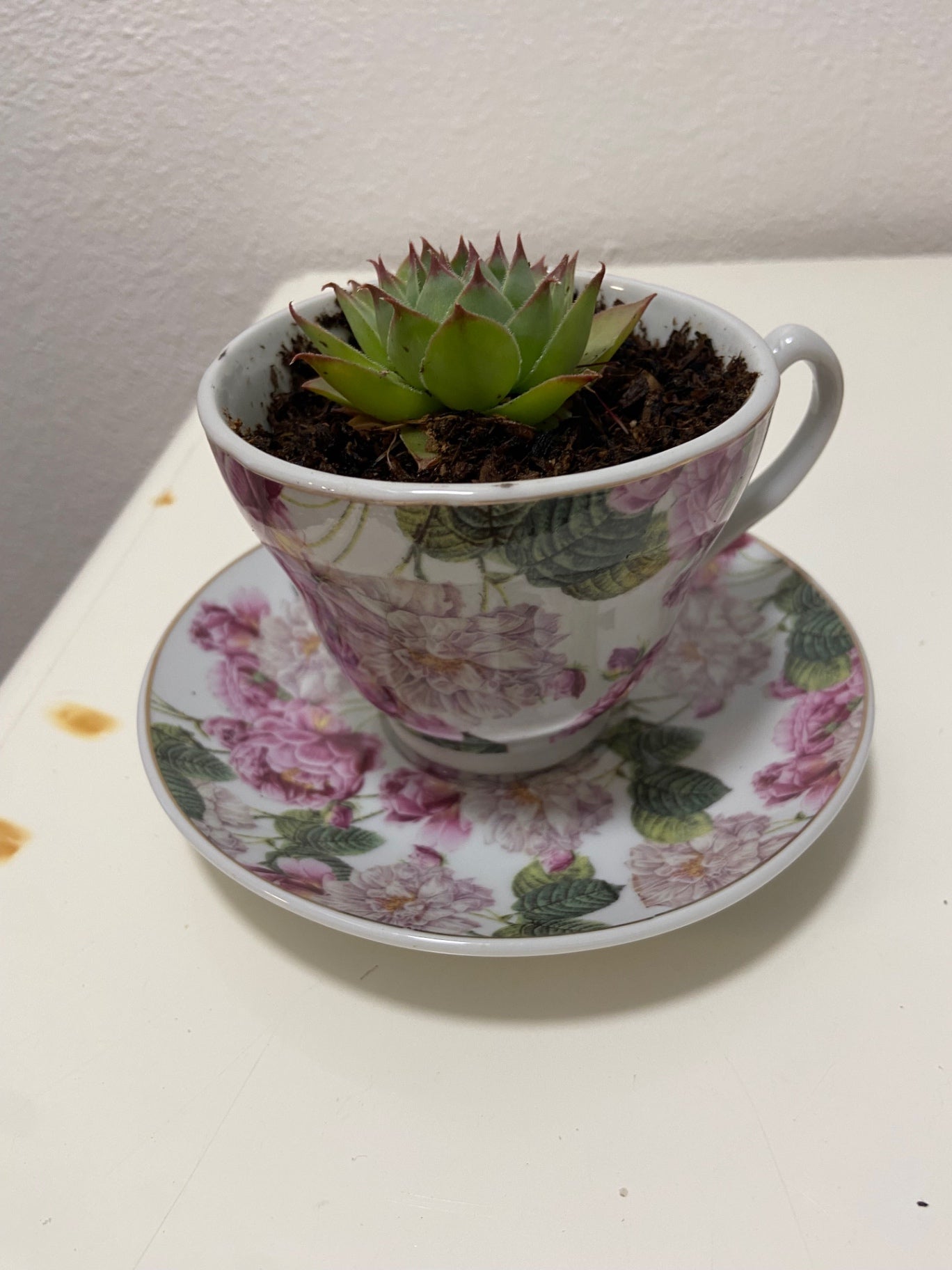 Teacup with succulent plant 17