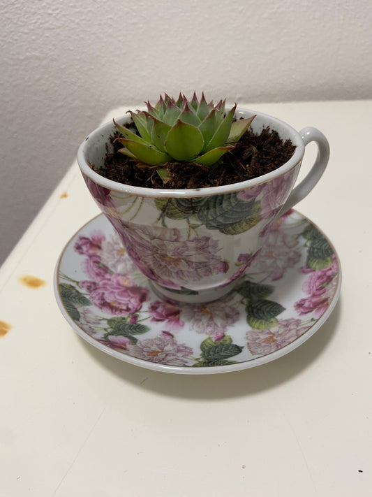 Teacup with succulent plant 17