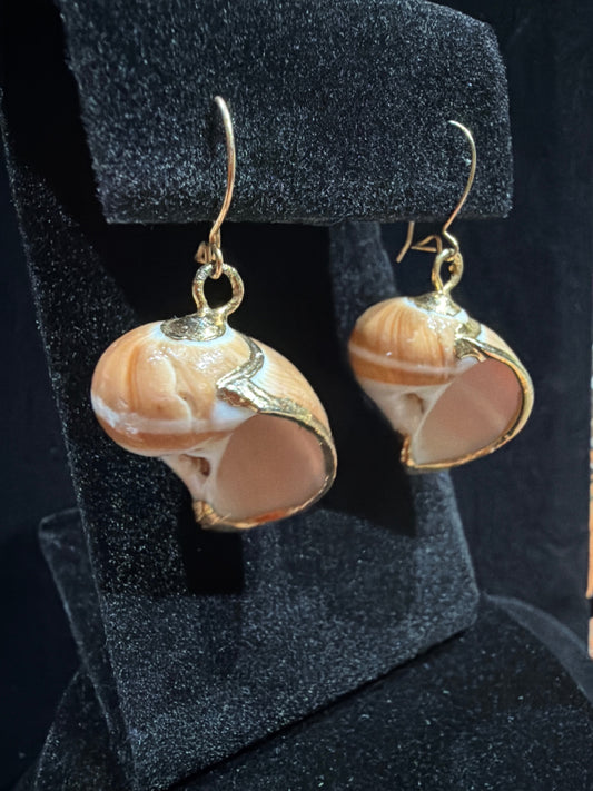 Shell earrings with gold trim