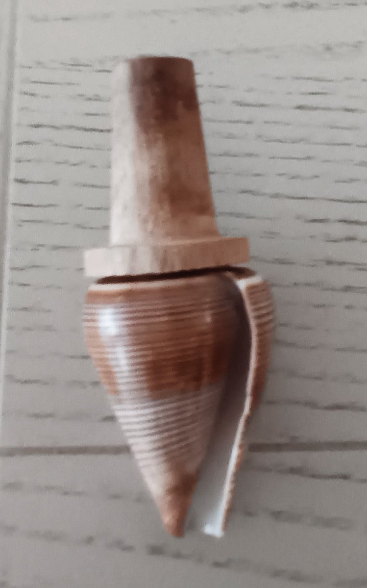 Seashell Cork Bottle Stopper