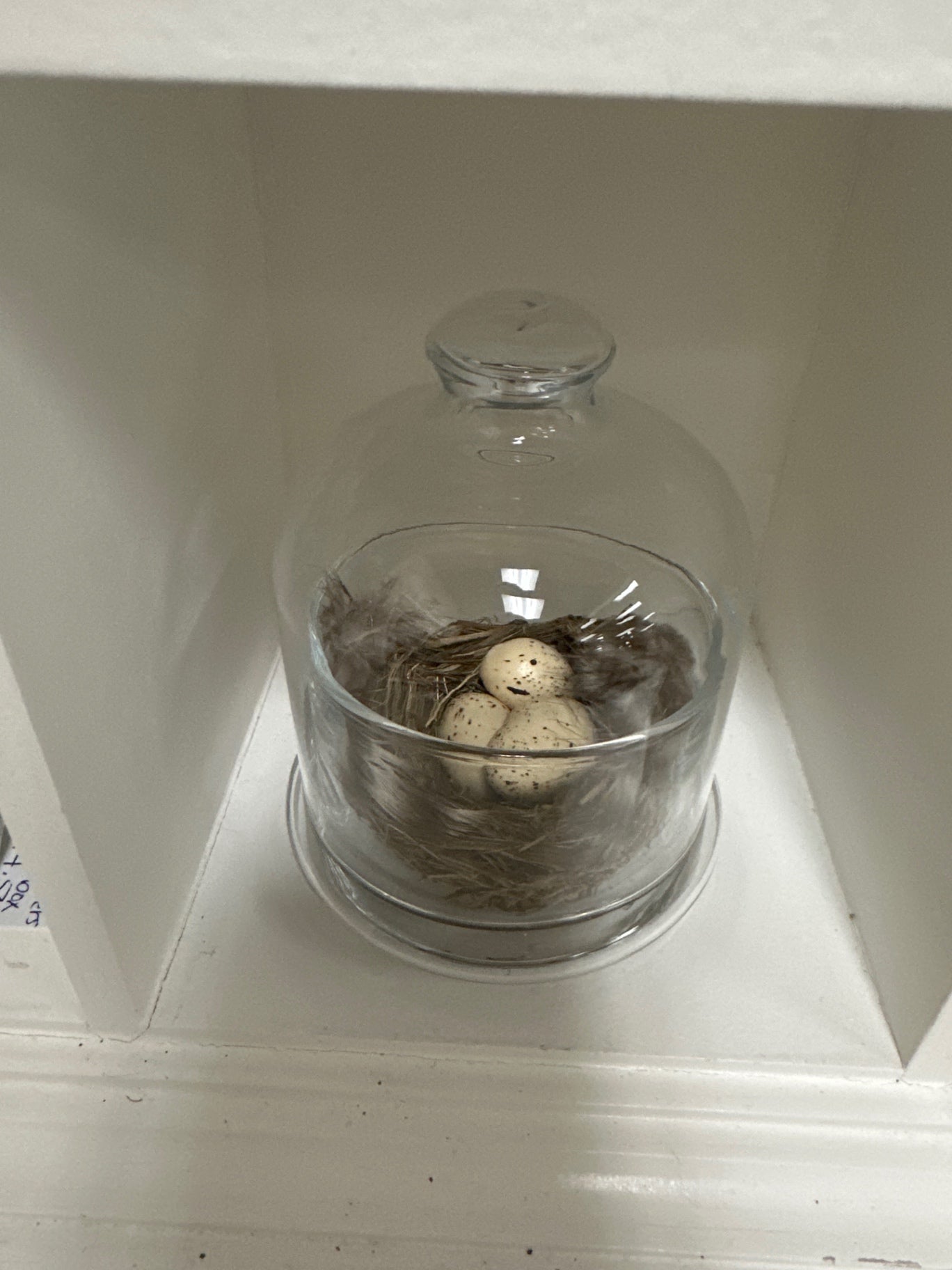 Glass cloche with nest, feather and three eggs