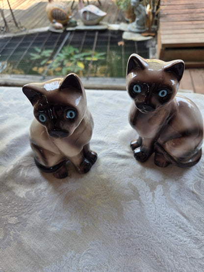 Pair MCM Siamese cats