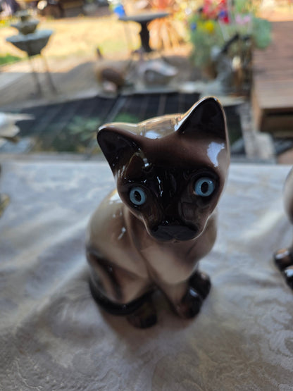 Pair MCM Siamese cats