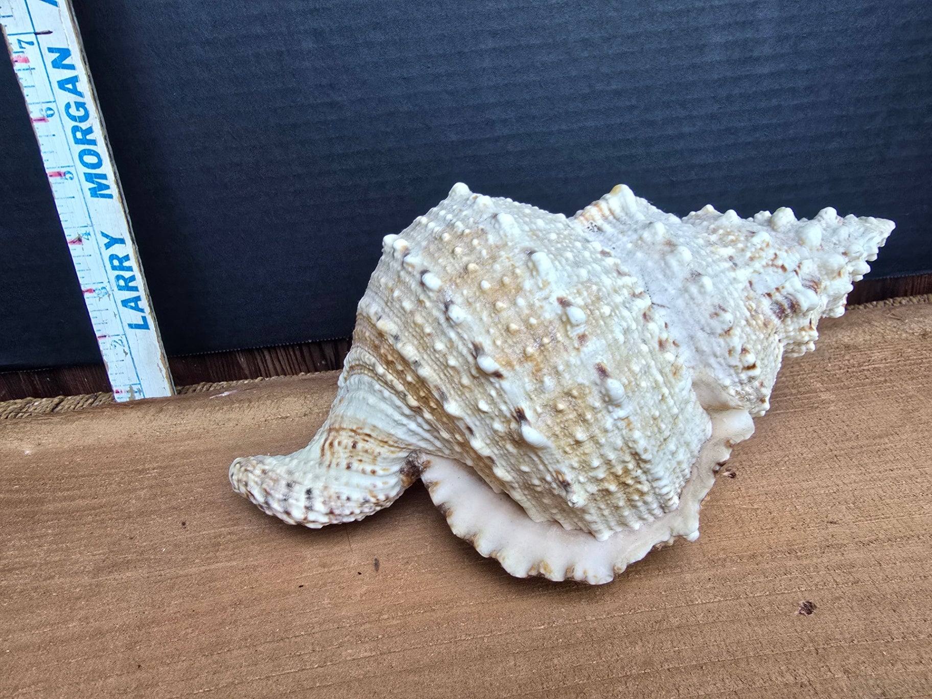 Sea shell