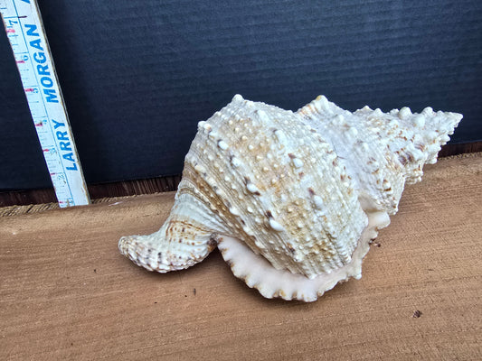 Sea shell
