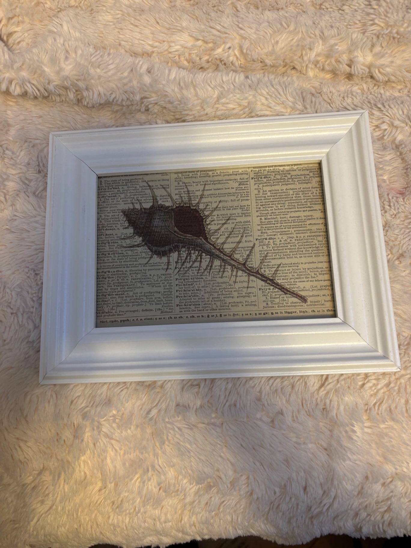 Framed seashell