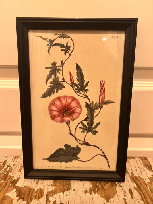 botanical print