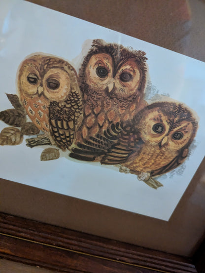 Vtg. Framed 3-owls Print