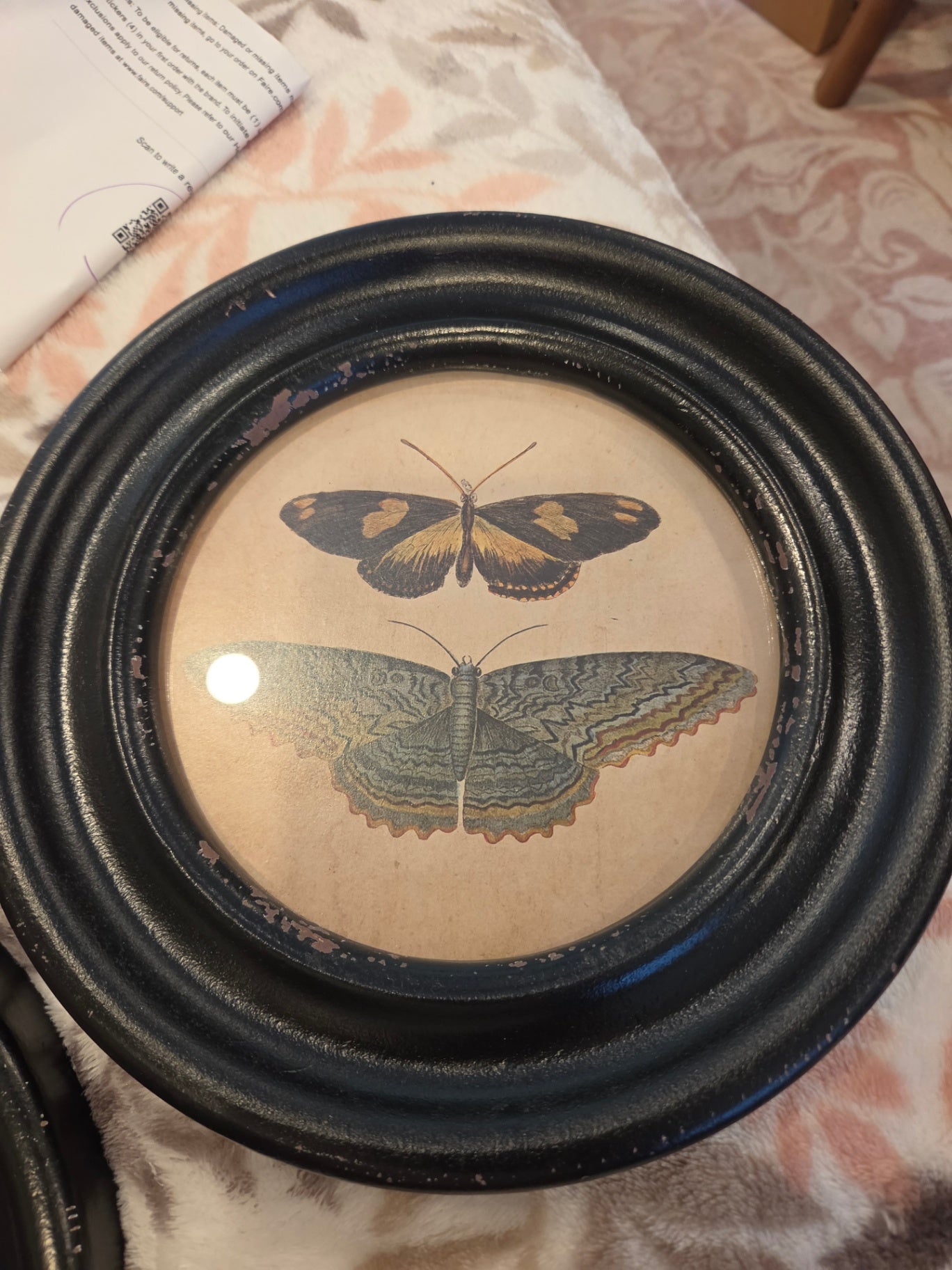 Framed butterfly