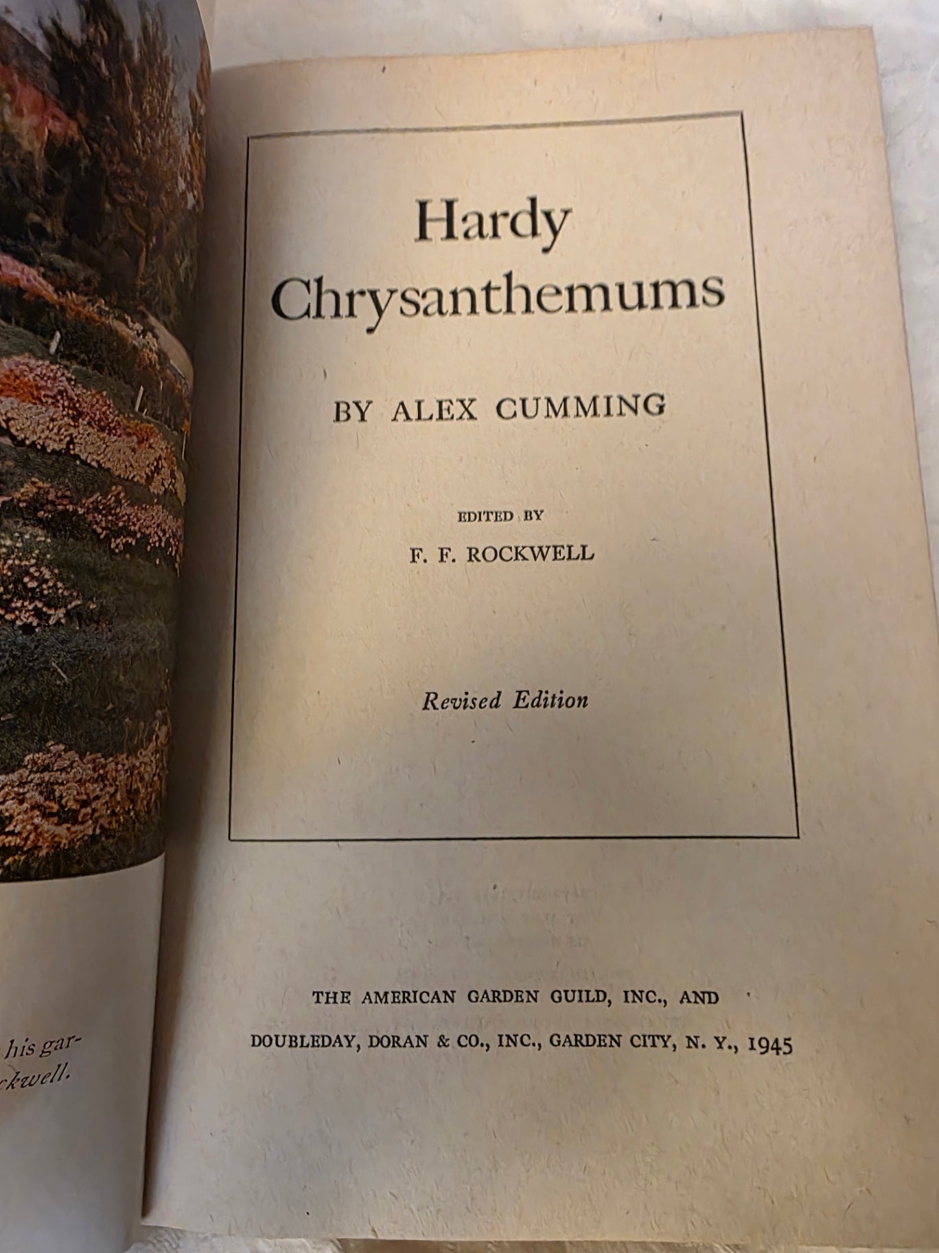 RARE CHYRSANTHEMUMS.