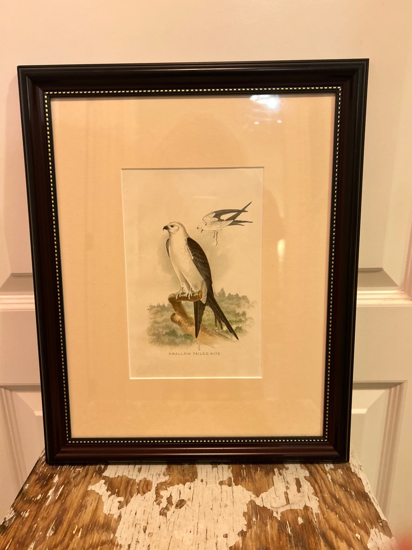 KITE BIRD PRINT