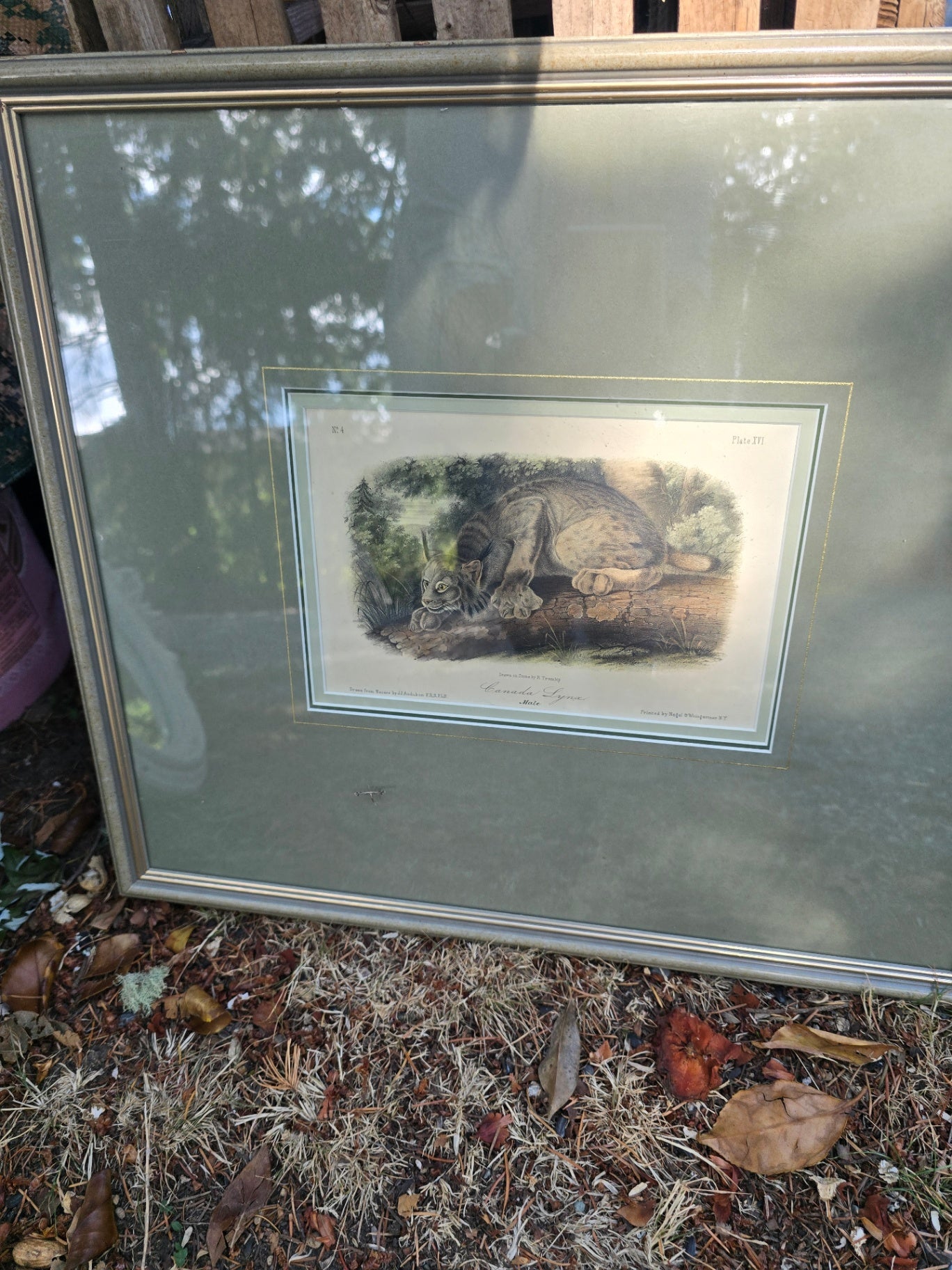 Framed print  of lynx