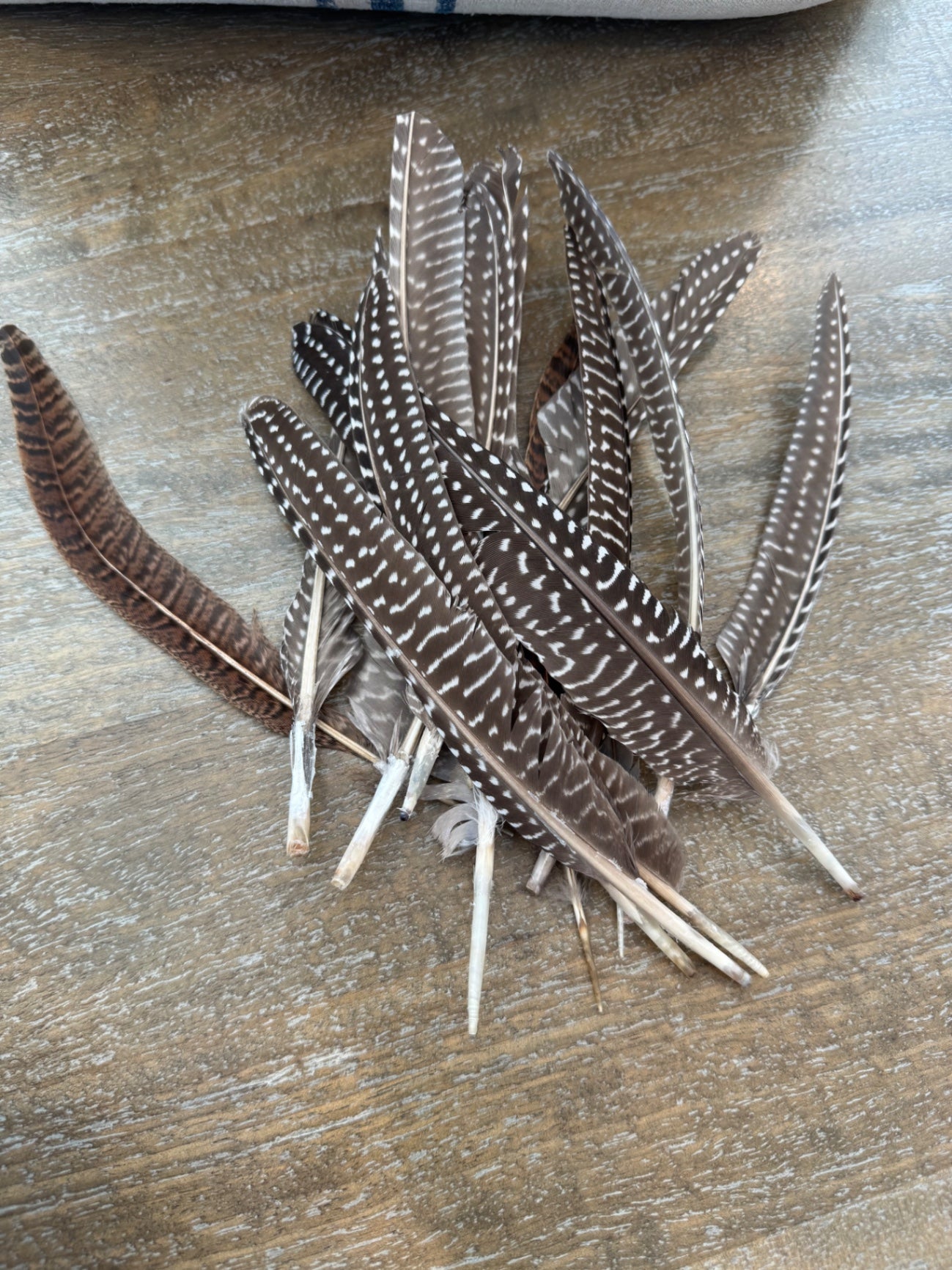 Feathers 