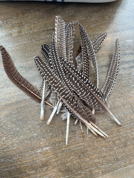 Feathers 