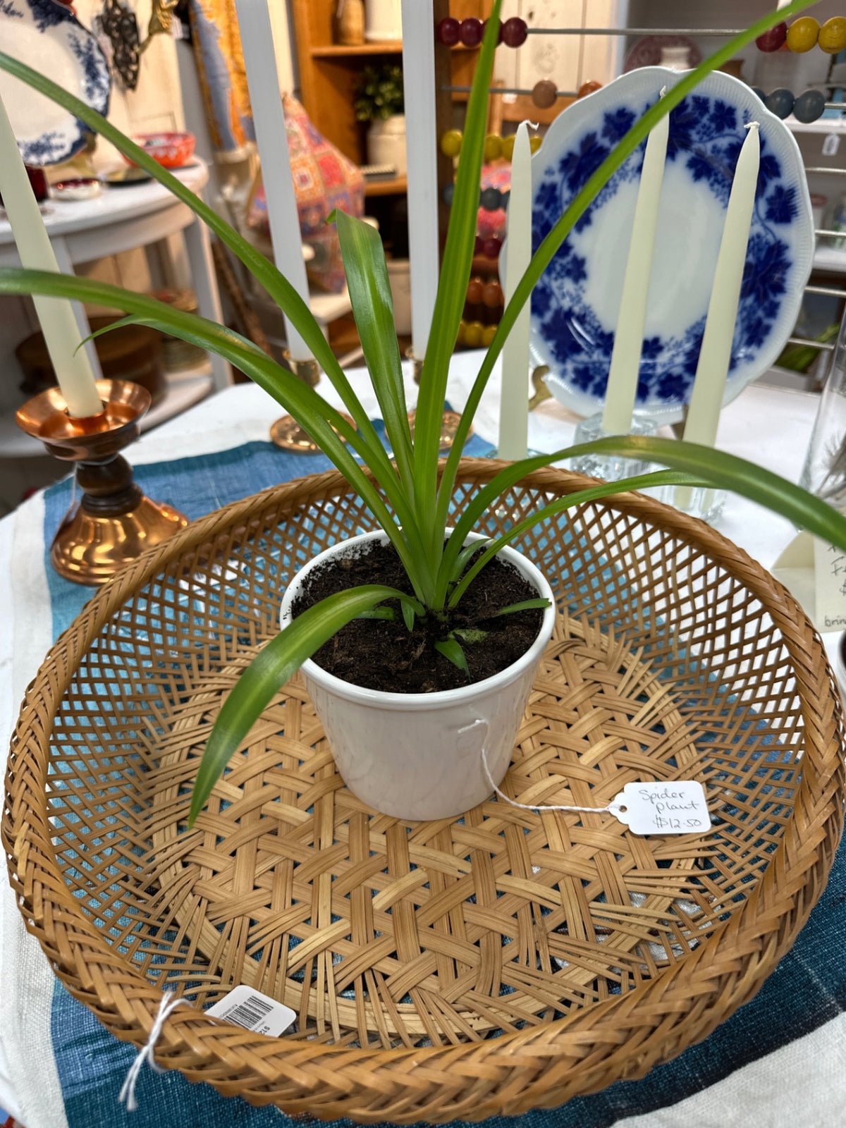 Spider plant