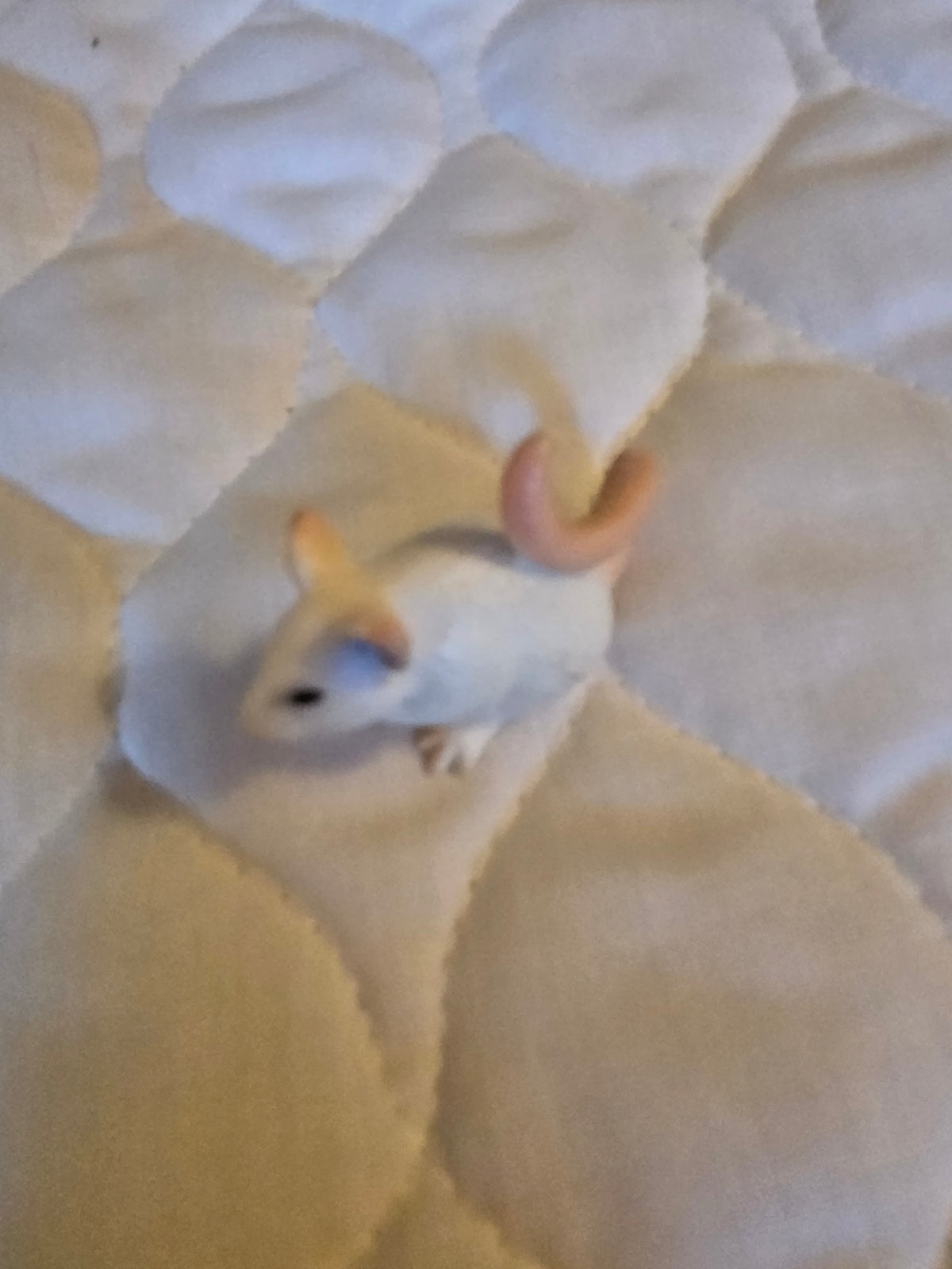 SCHLEICHT MOUSE