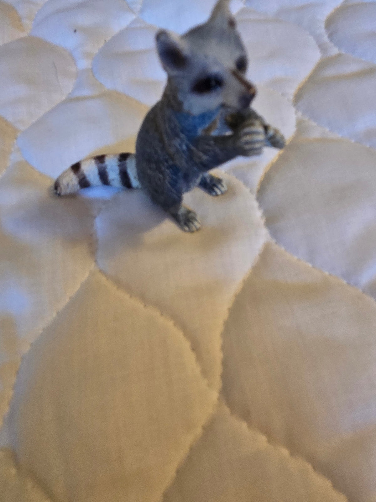 Shleicht raccoon