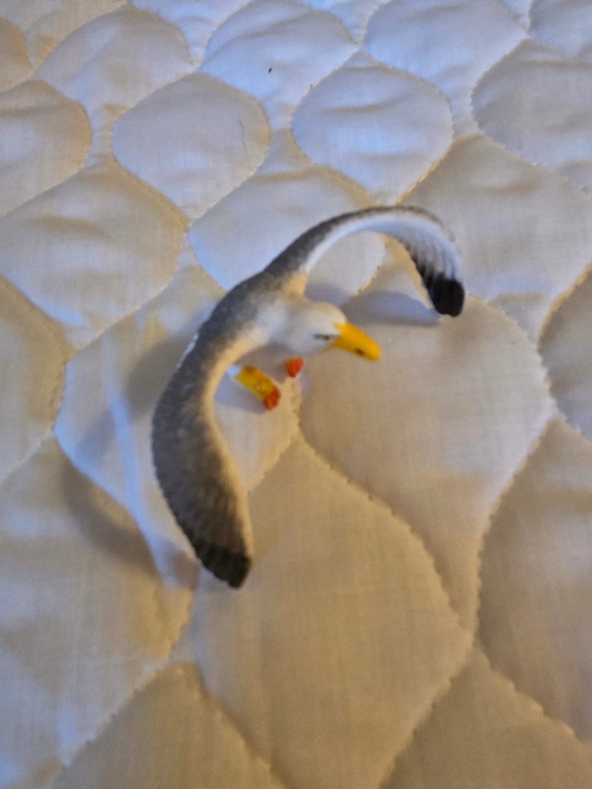 Schleicht seagull