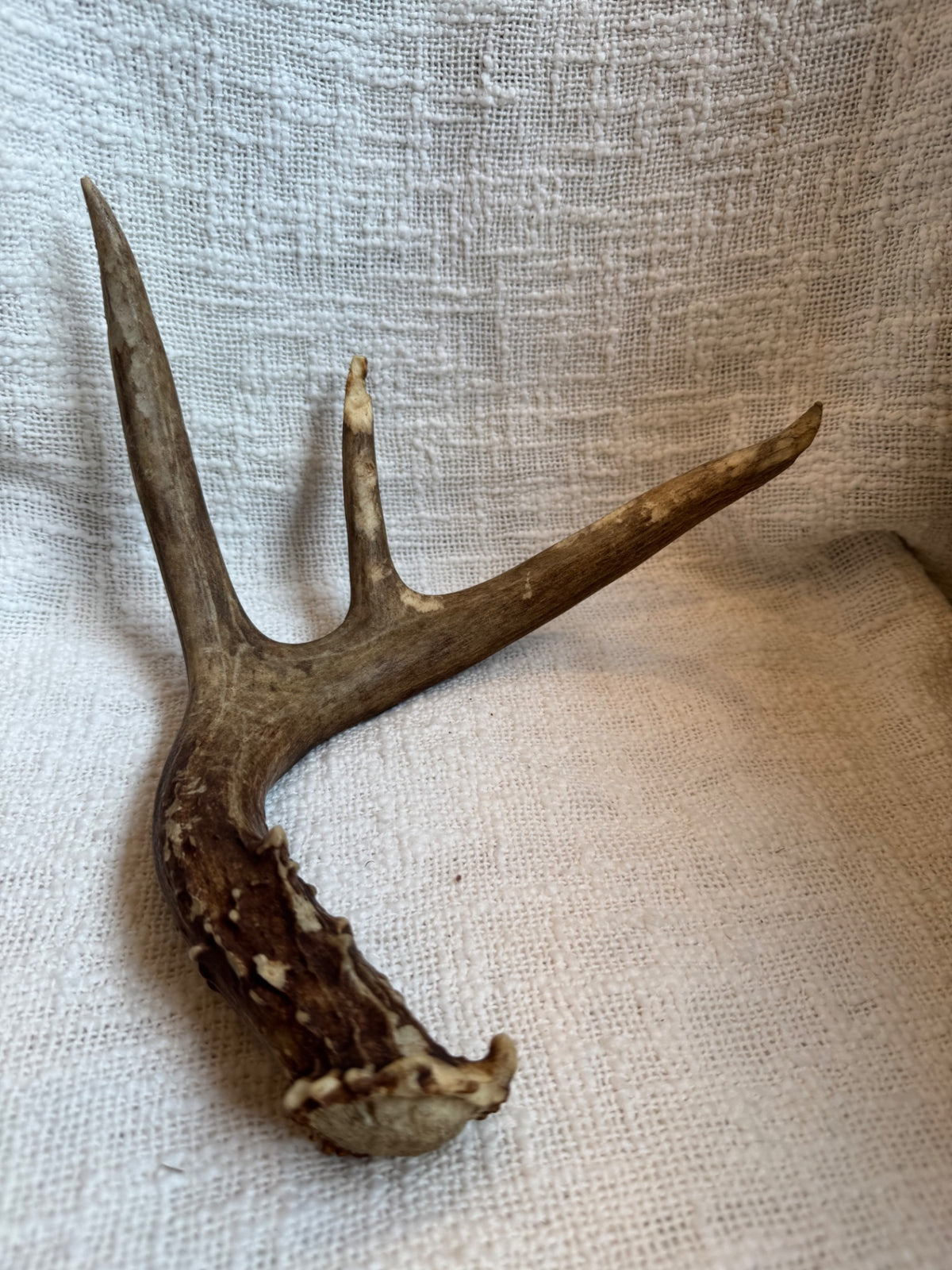 Deer antler