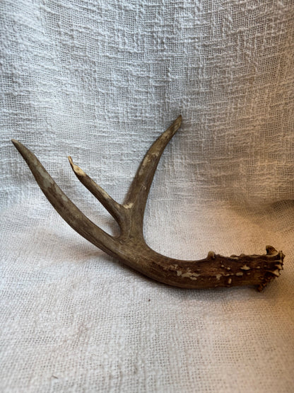 Deer antler