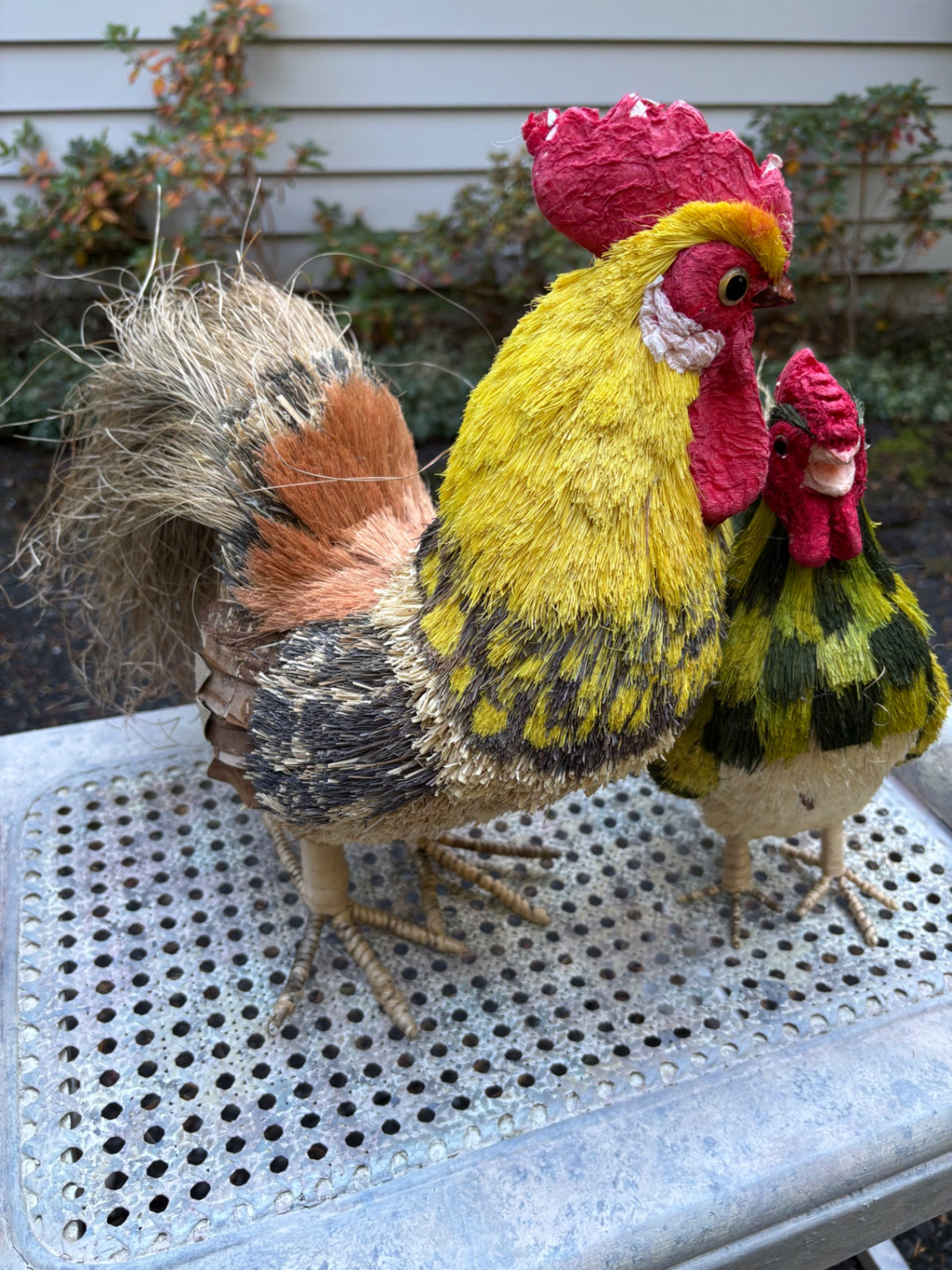 Large chicken