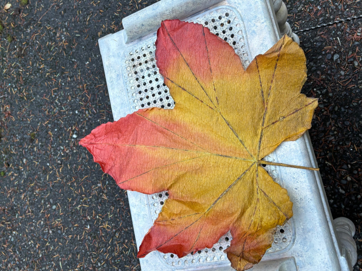Giant leaf