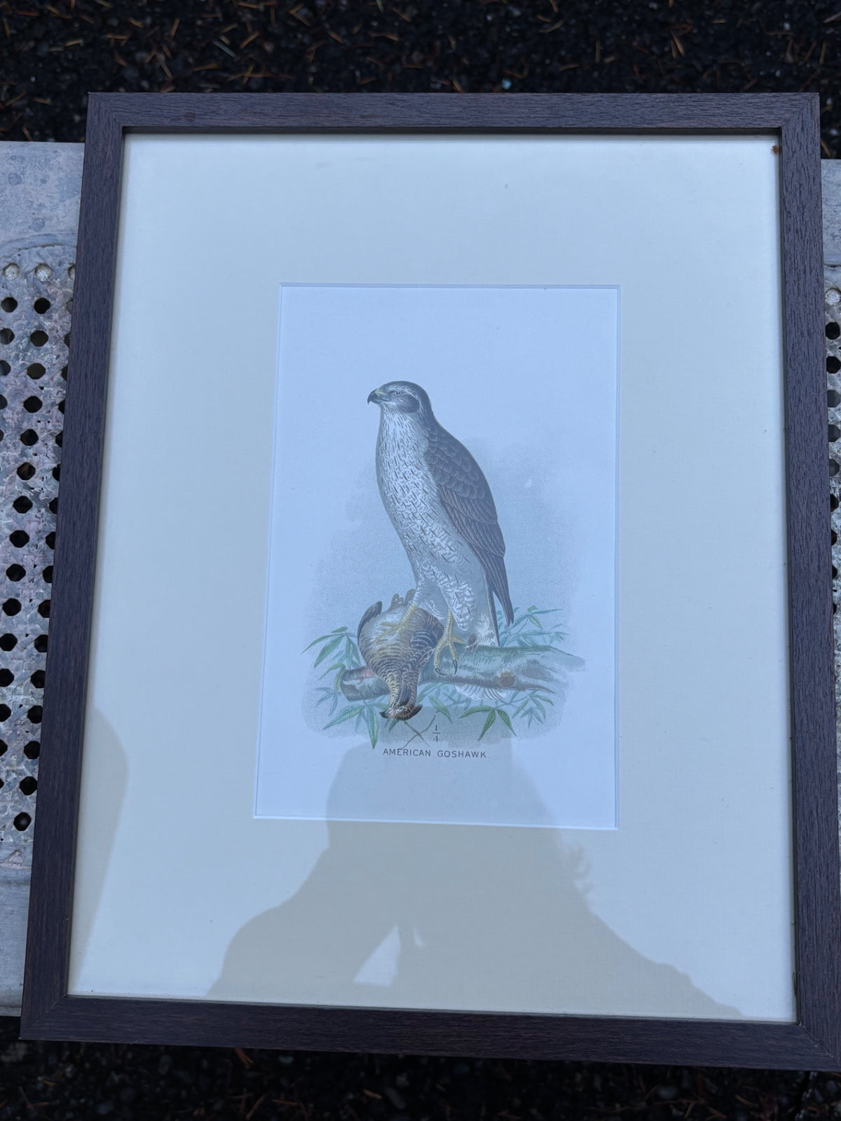 Bird art