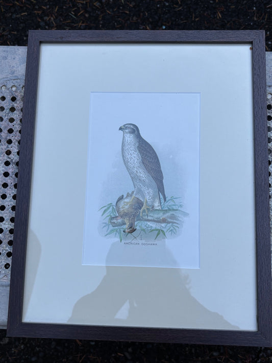 Bird art