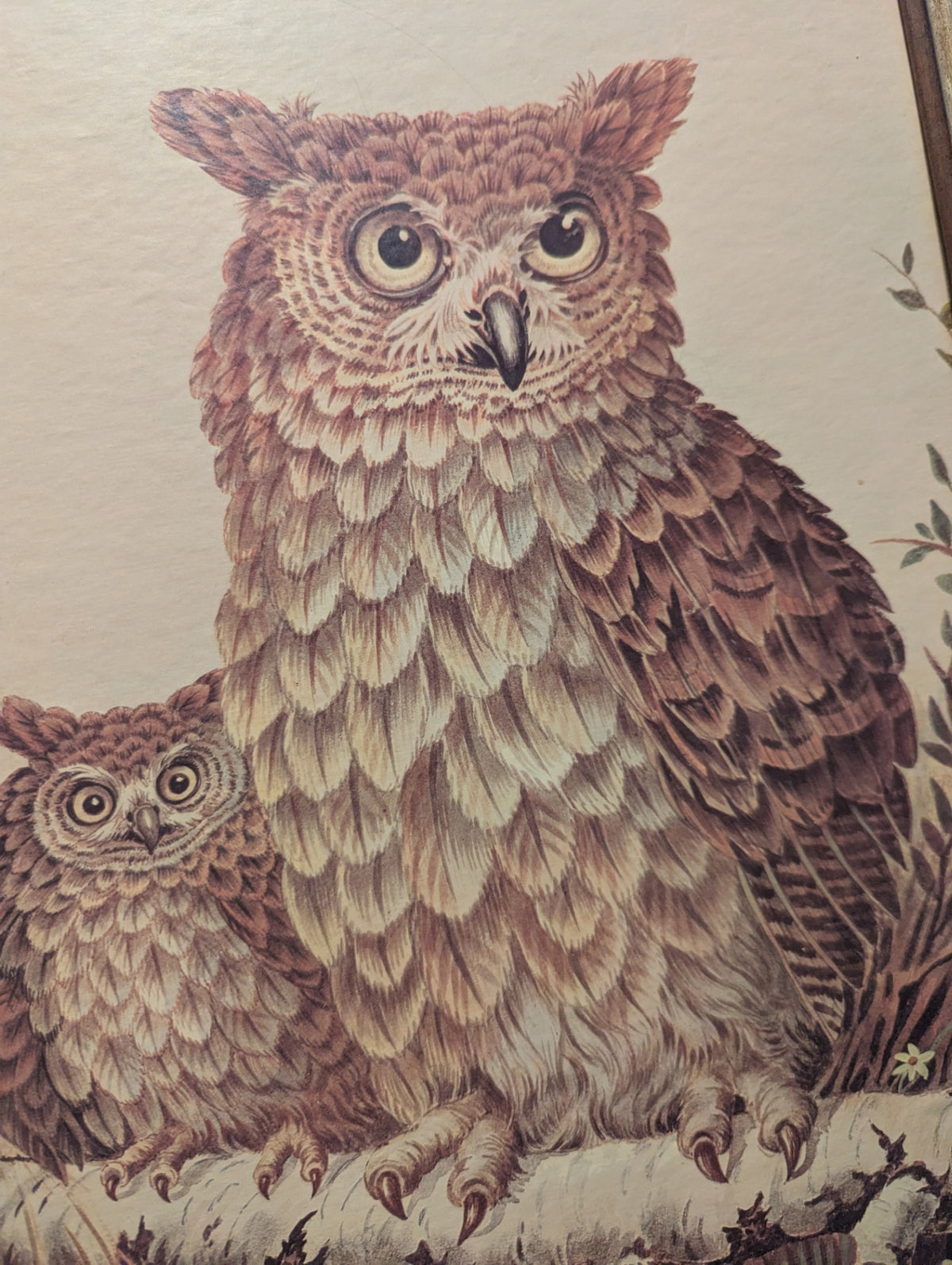 Vtg. Framed Print "Screech Owls" by Hinger