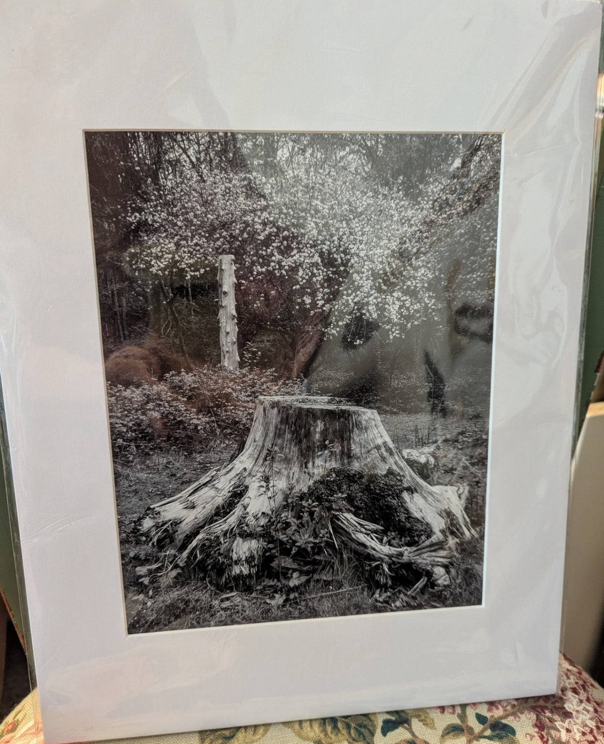 Beautiful Black & White Nature Photo 8" x 10" Photo w/Mat