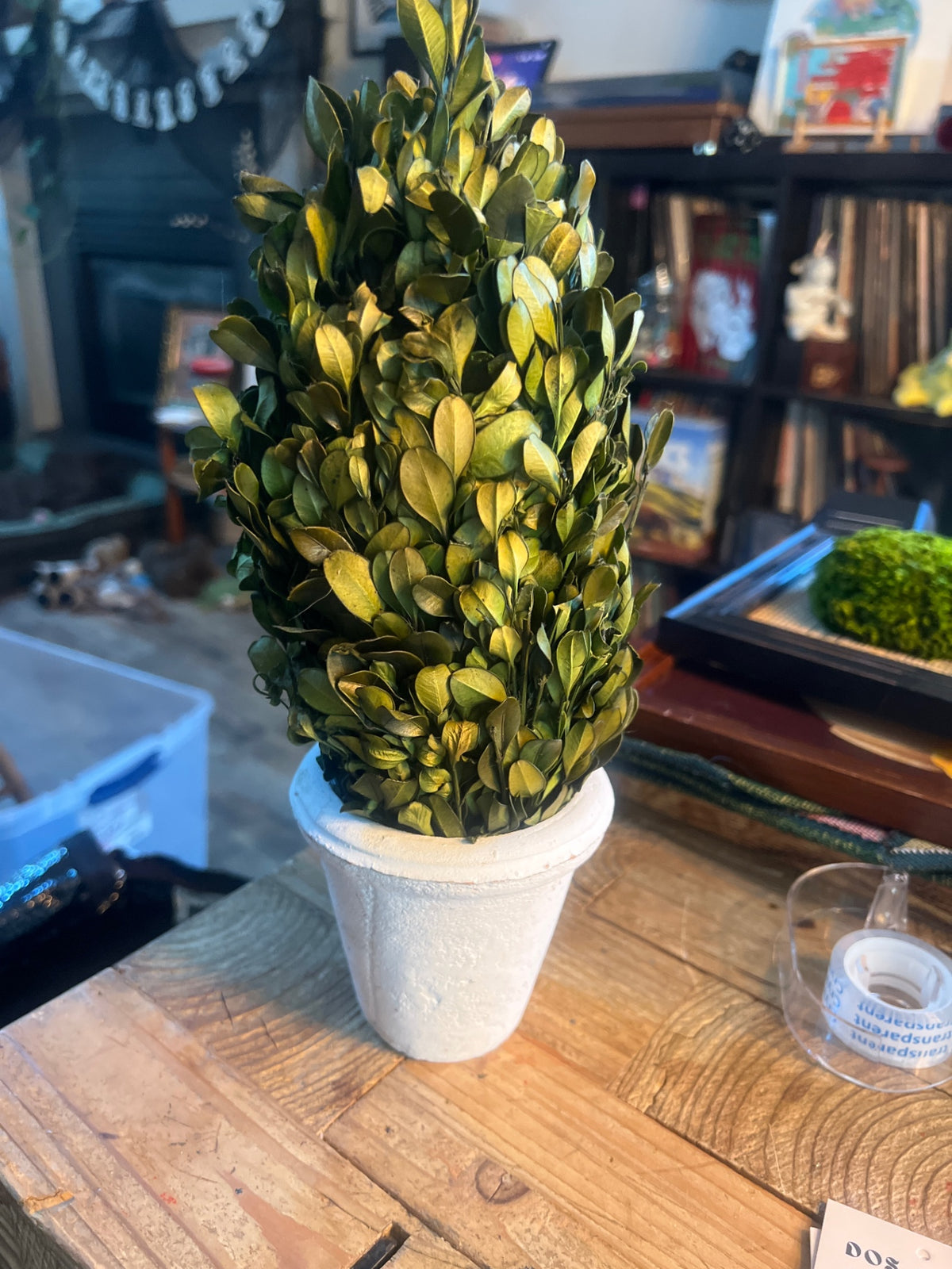 preserved boxwood cone topiary