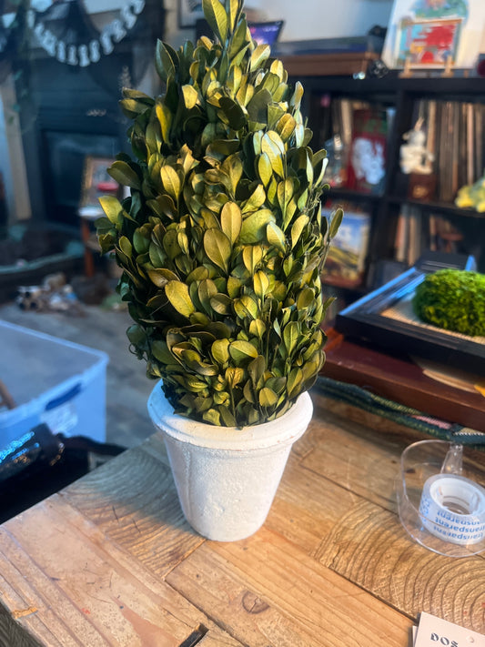 preserved boxwood cone topiary