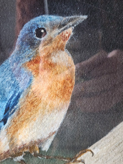 1962 Signed & Numbered Limited Edition Eastern Bluebird Print