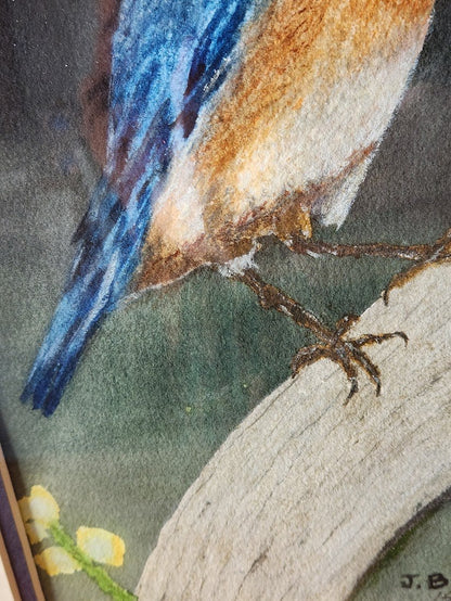 1962 Signed & Numbered Limited Edition Eastern Bluebird Print
