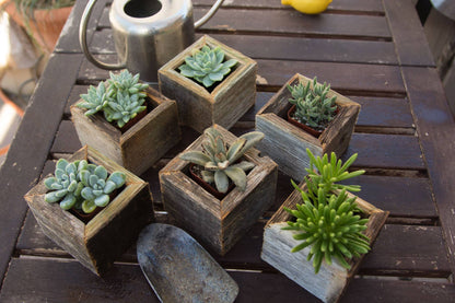 Reclaimed Wood Mini Square Planters / Favor Boxes