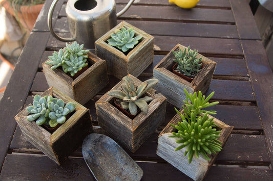 Reclaimed Wood Mini Square Planters / Favor Boxes