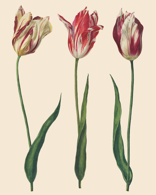 Annie Sloan Decoupage Papers - Dutch Tulips