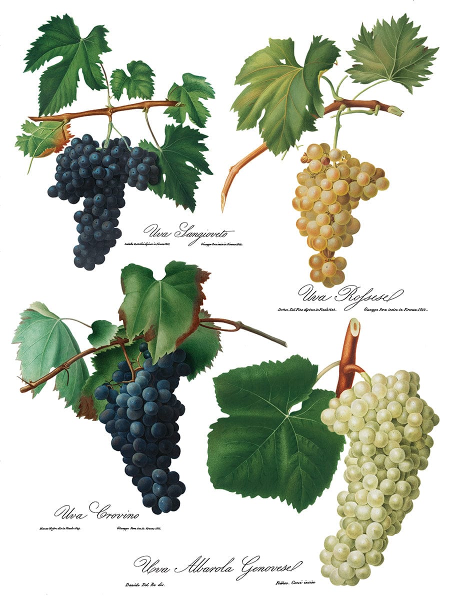 IOD Transfers Cheers IOD Transfer 12x16 (8 Sheets) *RETIRED*