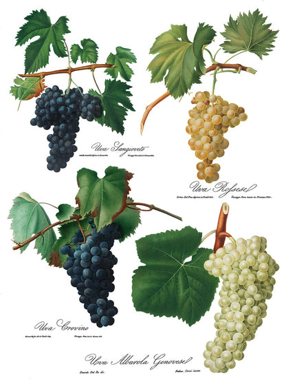 IOD Transfers Cheers IOD Transfer 12x16 (8 Sheets) *RETIRED*