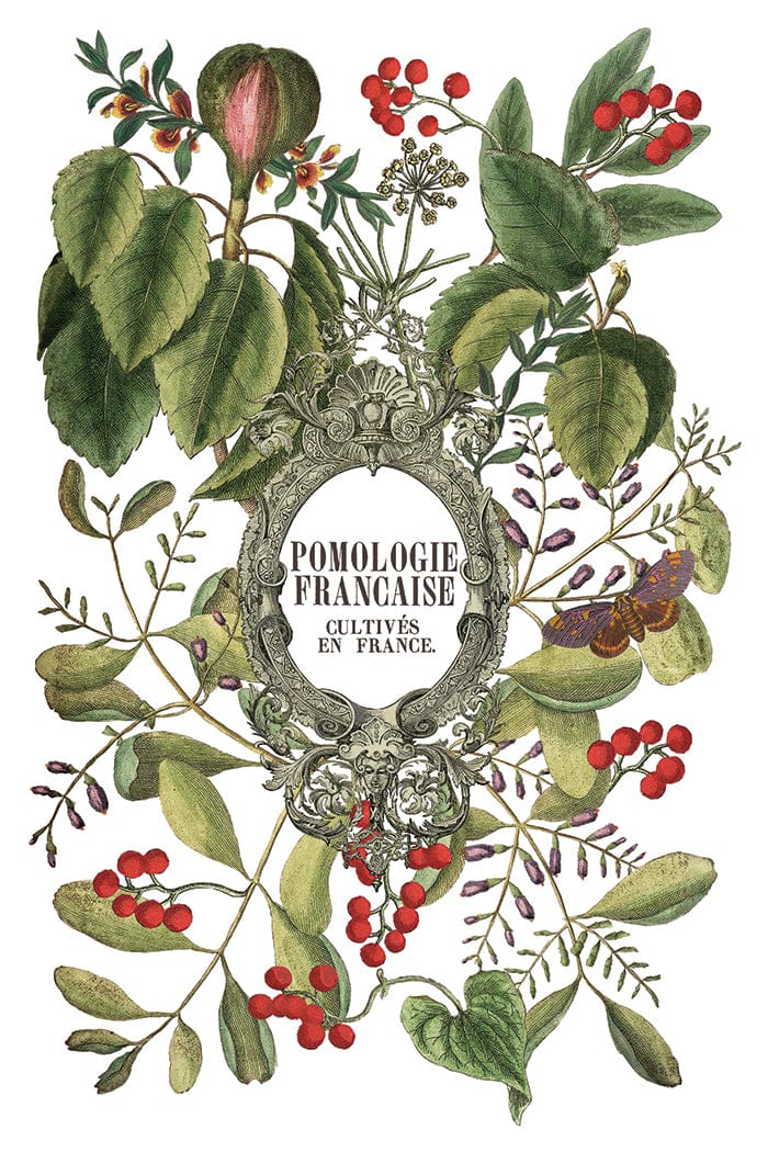 Locker61 Transfers Clementine IOD Transfer 8x12 Pad (8 sheets)