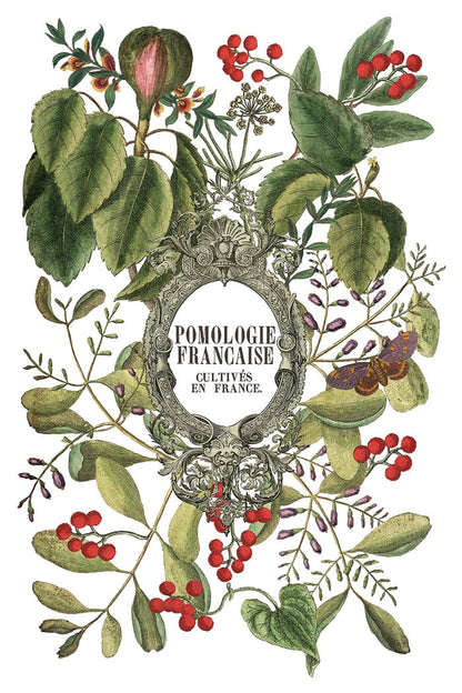 Locker61 Transfers Clementine IOD Transfer 8x12 Pad (8 sheets)