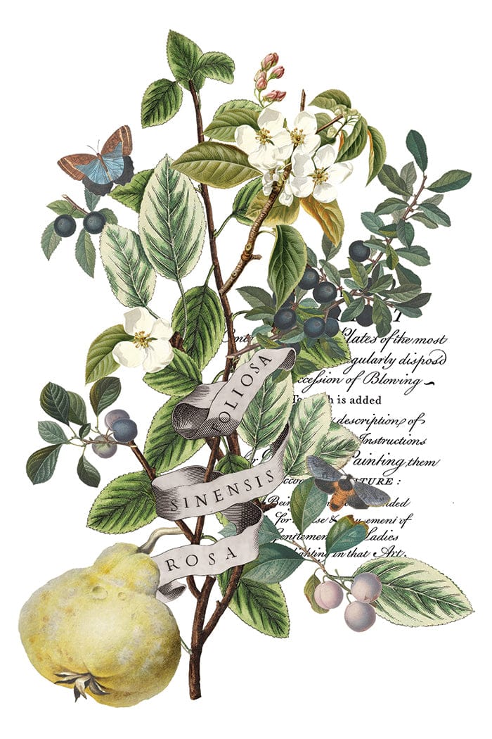 Locker61 Transfers Clementine IOD Transfer 8x12 Pad (8 sheets)