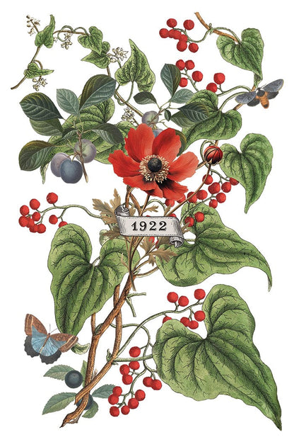 Locker61 Transfers Clementine IOD Transfer 8x12 Pad (8 sheets)