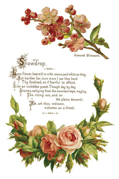 Lover of Flowers IOD Transfer 8x12 Pad (8 sheets)