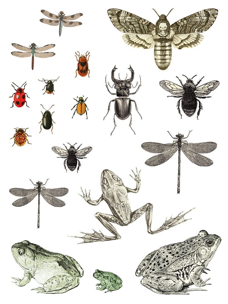 Entomology Etcetera IOD Transfer 12x16 Pad (4 sheets)
