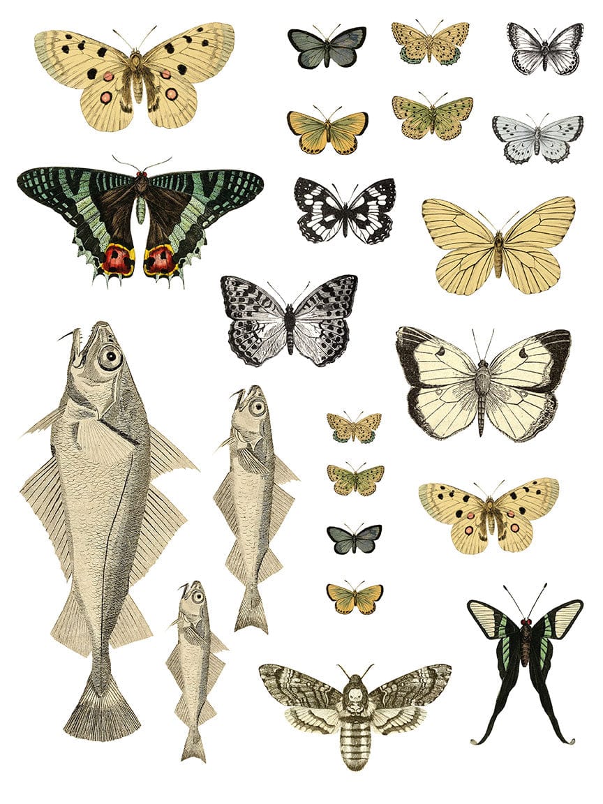 Entomology Etcetera IOD Transfer 12x16 Pad (4 sheets)
