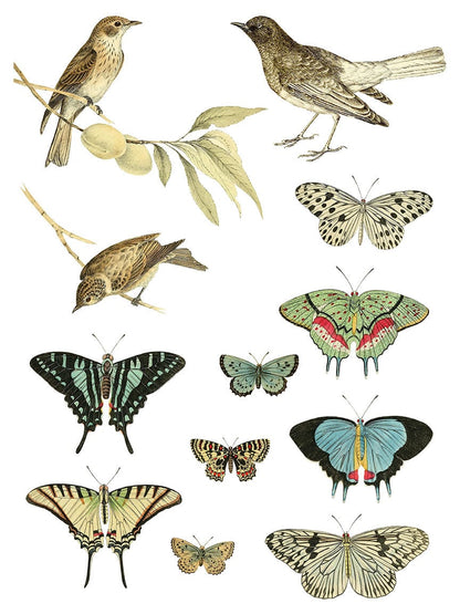 Entomology Etcetera IOD Transfer 12x16 Pad (4 sheets)
